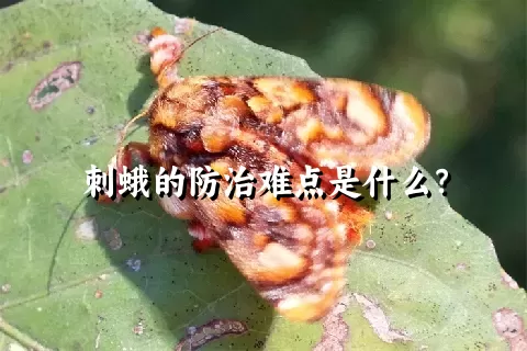 刺蛾的防治难点是什么？