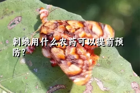 刺蛾用什么农药可以提前预防？