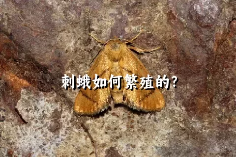 刺蛾如何繁殖的？