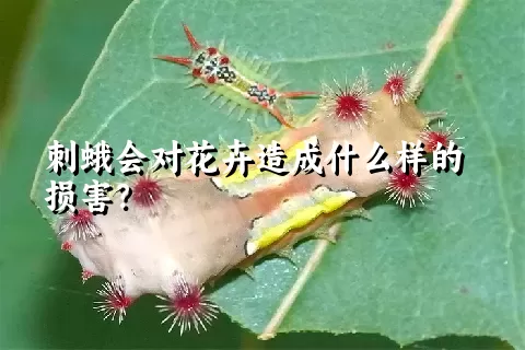 刺蛾会对花卉造成什么样的损害？