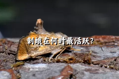 刺蛾在何时最活跃？