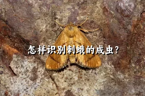 怎样识别刺蛾的成虫？