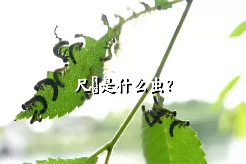 尺蠌是什么虫？