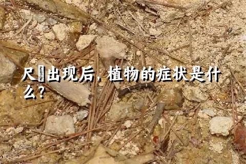 尺蠌出现后，植物的症状是什么？