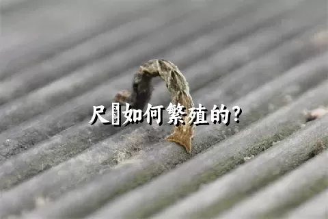 尺蠌如何繁殖的？