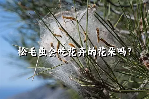 松毛虫会吃花卉的花朵吗？