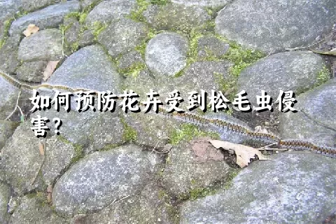 如何预防花卉受到松毛虫侵害？