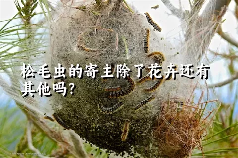 松毛虫的寄主除了花卉还有其他吗？