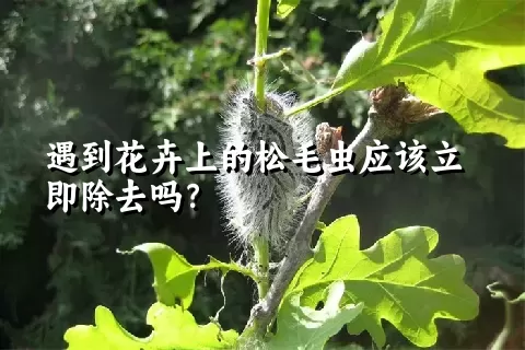 遇到花卉上的松毛虫应该立即除去吗？