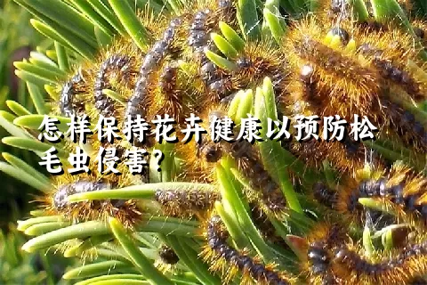 怎样保持花卉健康以预防松毛虫侵害？