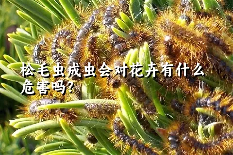 松毛虫成虫会对花卉有什么危害吗？