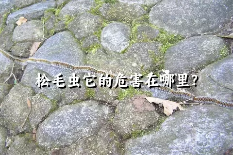 松毛虫它的危害在哪里？