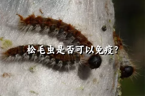 松毛虫是否可以免疫？