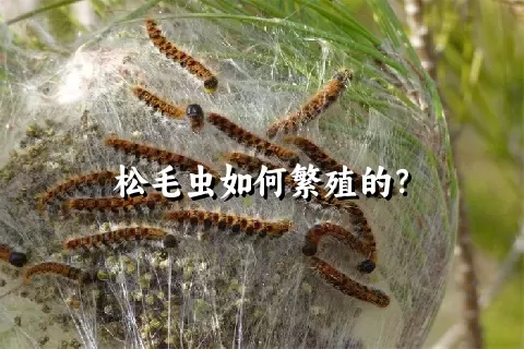 松毛虫如何繁殖的？