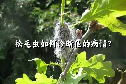 松毛虫如何诊断他的病情？