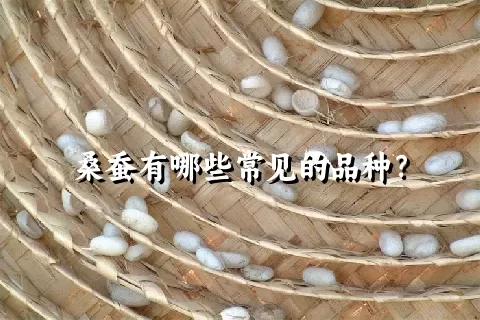 桑蚕有哪些常见的品种？