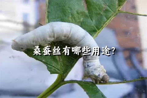 桑蚕丝有哪些用途？