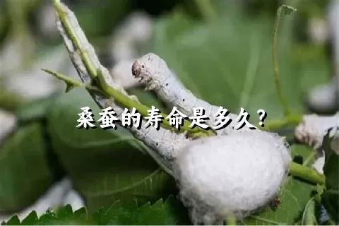 桑蚕的寿命是多久？