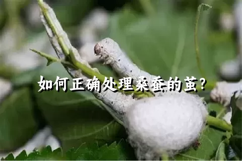 如何正确处理桑蚕的茧？