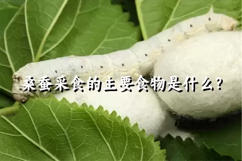 桑蚕采食的主要食物是什么？