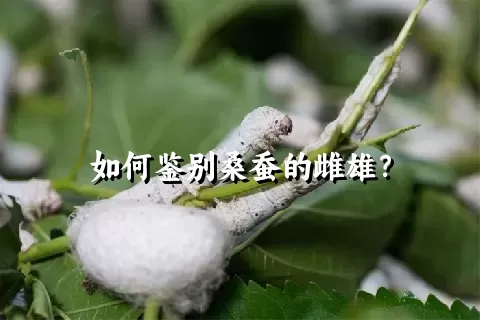 如何鉴别桑蚕的雌雄？