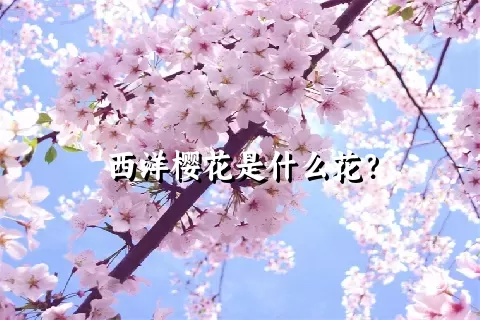 西洋樱花是什么花？