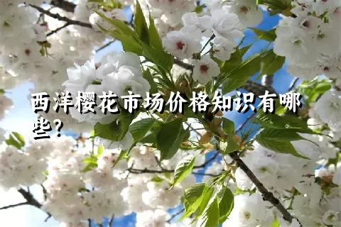 西洋樱花市场价格知识有哪些？