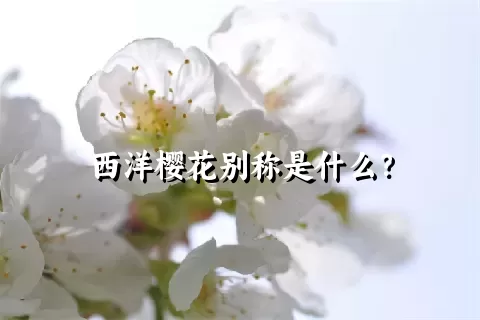 西洋樱花别称是什么？