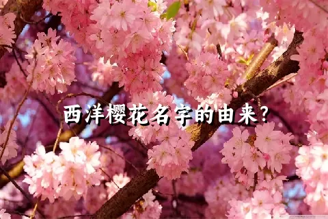 西洋樱花名字的由来？