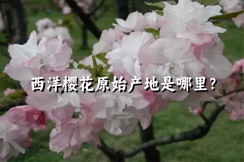 西洋樱花原始产地是哪里？