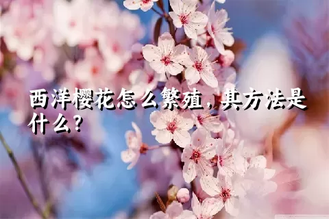 西洋樱花怎么繁殖，其方法是什么？