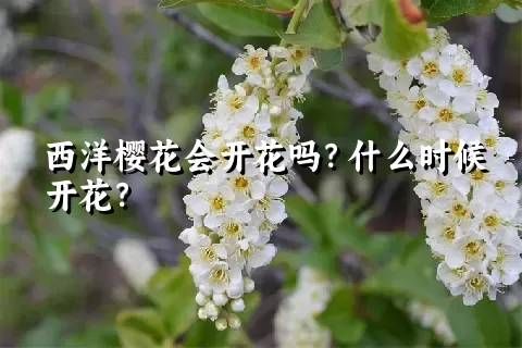 西洋樱花会开花吗？什么时候开花？