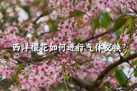 西洋樱花如何进行气体交换？