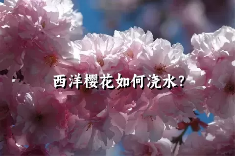 西洋樱花如何浇水？