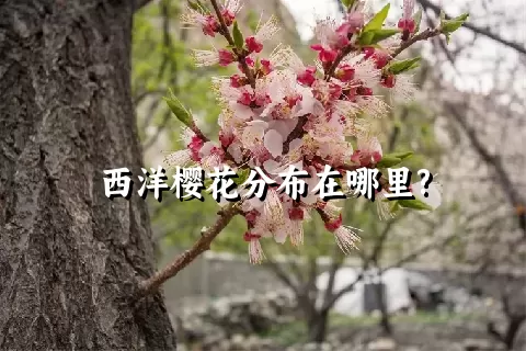 西洋樱花分布在哪里?