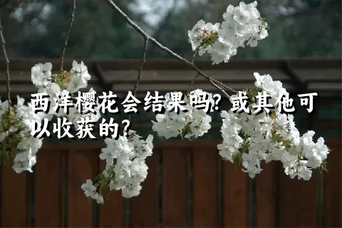 西洋樱花会结果吗？或其他可以收获的？