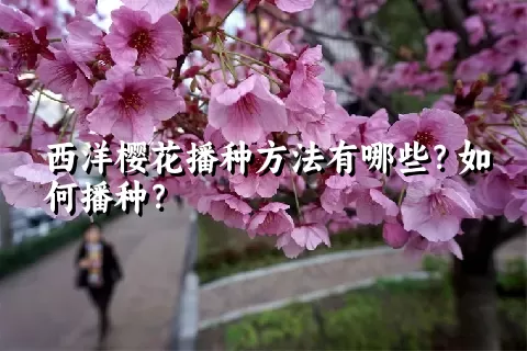 西洋樱花播种方法有哪些？如何播种？