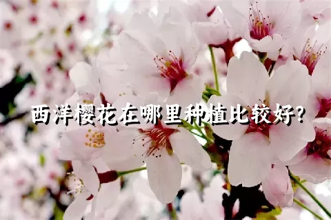 西洋樱花在哪里种植比较好？