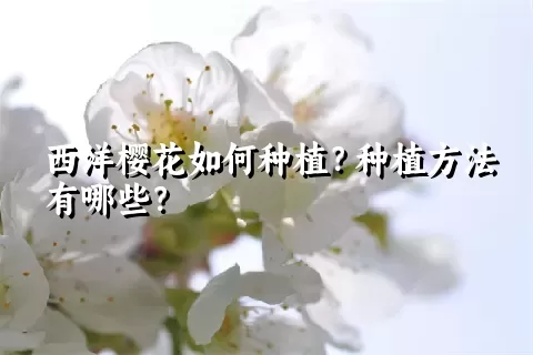 西洋樱花如何种植？种植方法有哪些？