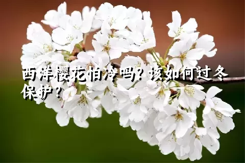 西洋樱花怕冷吗？该如何过冬保护？