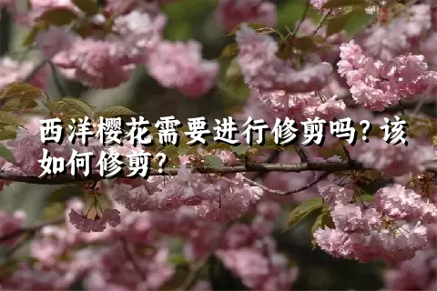 西洋樱花需要进行修剪吗？该如何修剪？