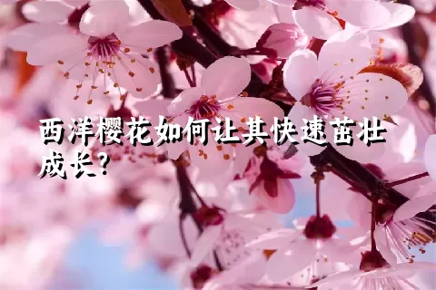 西洋樱花如何让其快速茁壮成长？