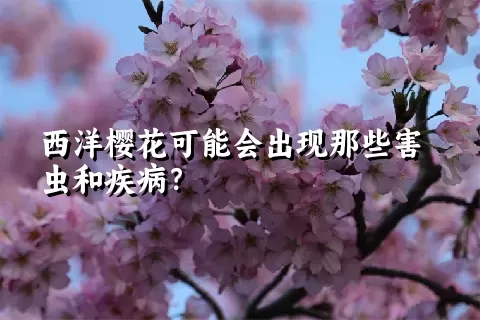 西洋樱花可能会出现那些害虫和疾病？