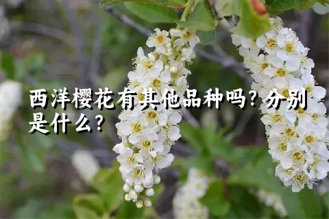 西洋樱花有其他品种吗？分别是什么？