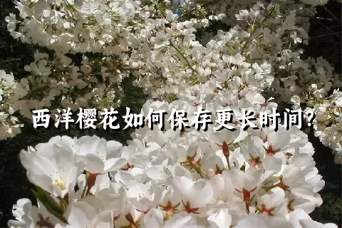 西洋樱花如何保存更长时间？