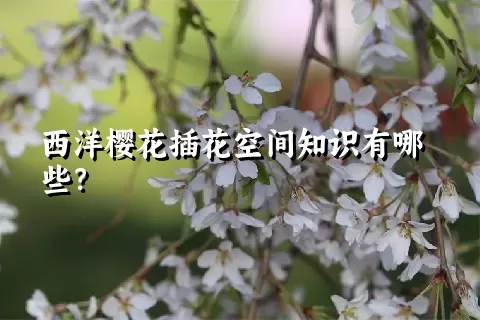 西洋樱花插花空间知识有哪些？