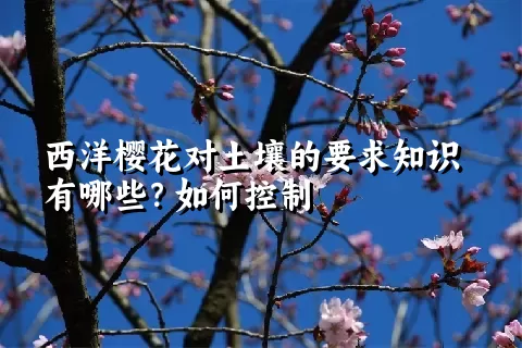 西洋樱花对土壤的要求知识有哪些？如何控制