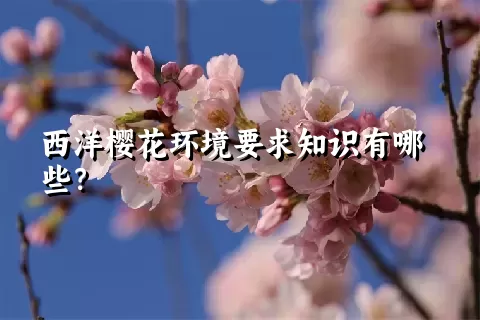 西洋樱花环境要求知识有哪些？