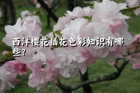 西洋樱花插花色彩知识有哪些？