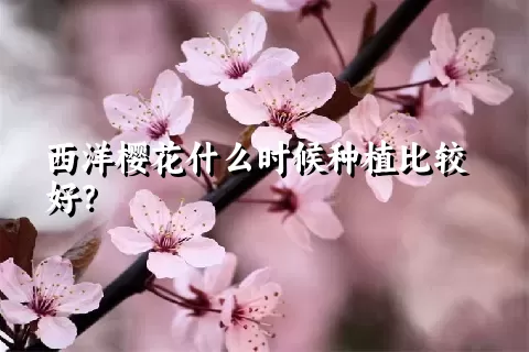 西洋樱花什么时候种植比较好？